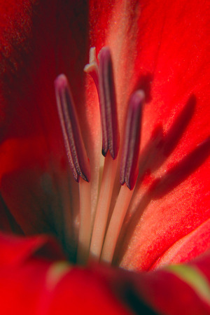 Macro texture of bright red flower in the sunlightの写真素材
