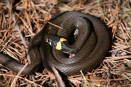 close-up curled black adder with yellow spots in the forest in the springの写真素材
