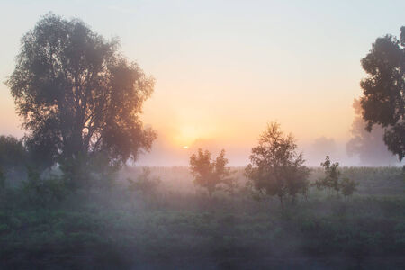 summer landscape dense fog in the oak grove near the river at dawnの写真素材