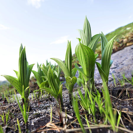 close-up of mountain flowers and herbs in the Western Sayan summer morningの写真素材