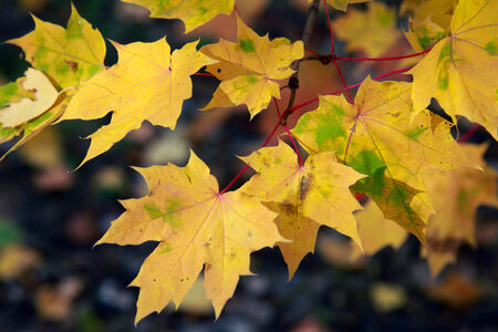 close-up of colorful maple leaves in the sunshine on a warm autumn day