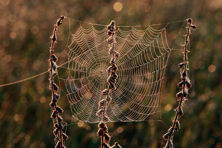 isolated close-up cobweb on the dry grass misty autumn morningの写真素材