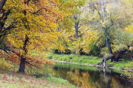 autumn landscape yellowed foliage of oak trees in the grove near the river on a cloudy day