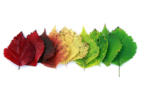 isolated close-up colorful autumn leaves folded in a row on a white background