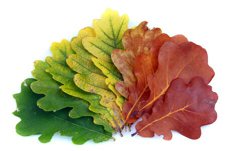 macro beautiful multi-colored oak leaves on a white background