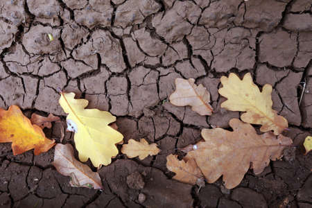 close-up of autumn oak leaves on cracked dry groundの写真素材