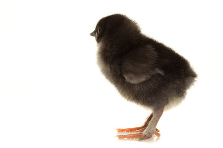 close-up one small fluffy chicken on a light studioの写真素材