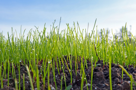 close-up shoots of winter crops covered with dew in the field in a sunny morningの写真素材