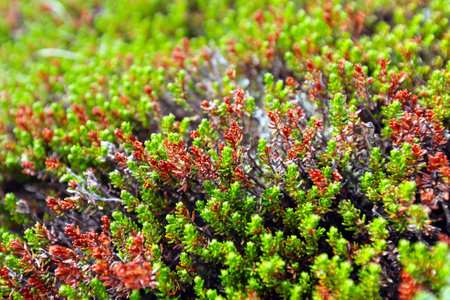close-up of mountai n flowers and herbs in the Western Sayan summer morningの写真素材