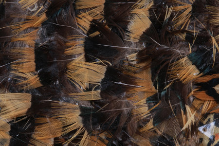 macro texture fragment costume decorated with feathers, embroidery, beads in studioの写真素材