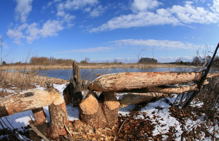 close-up tree trunks piled beavers on the river in the early spring on a sunny dayの写真素材