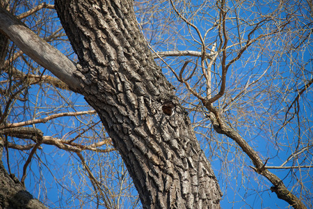 branches of a tree without leaves in early spring against a bright blue sky and the wagtail on...