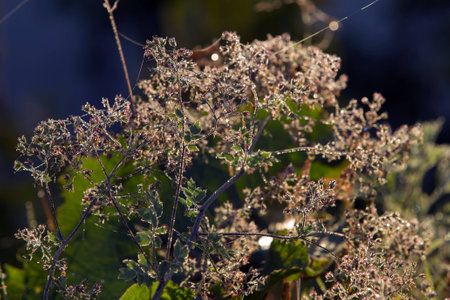 macro meadow grass with dew in the early morning at sunrise in the sunlightの写真素材