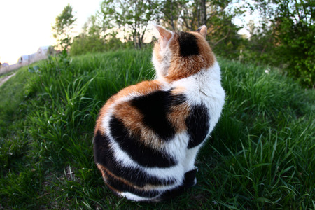 close-up portrait cat turned away from the camera in the garden in springの写真素材