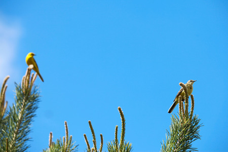 spring landscape songbird oriole on a pine branch against the blue skyの写真素材