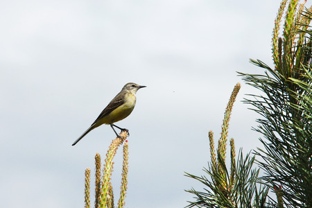 spring landscape songbird oriole on a pine branch against the blue sky