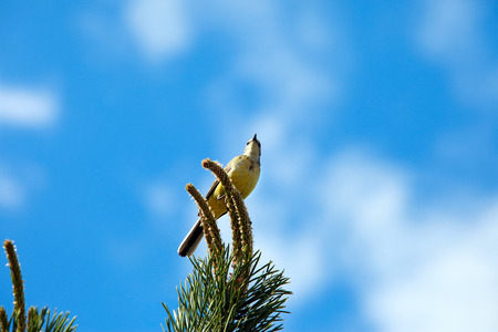 spring landscape songbird oriole on a pine branch against the blue skyの写真素材