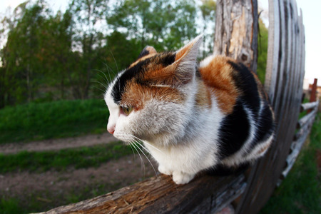 close-up portrait of cat on a fence in the garden in springの写真素材