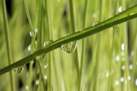 close-up of a beautiful young green grass on white background studio
