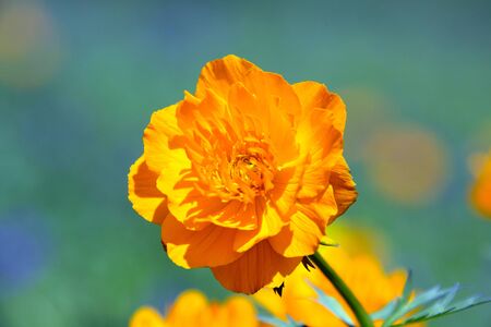 macro of orange globe-flower at the foot of the Ergaki Western Sayan on a sunny summer dayの写真素材