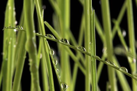 close-up of a beautiful young green grass on black background studioの写真素材
