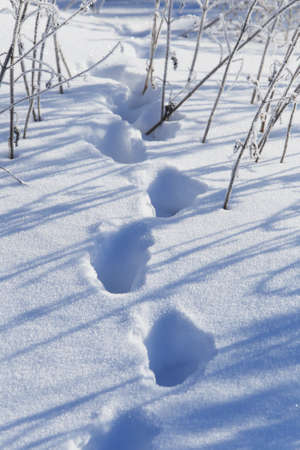 macro texture footprints in the snow