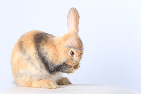 Close-up of a beautiful little rabbit beige color on white background studioの写真素材