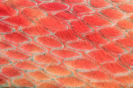 macro texture fragment reverse side orange leather studioの写真素材