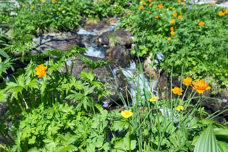 close-up of orange globe-flower at the foot of the Ergaki Western Sayan  on a sunny summer dayの写真素材