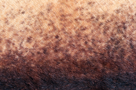 macro texture fragment brown leather studioの写真素材