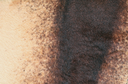 macro texture fragment brown leather studioの写真素材