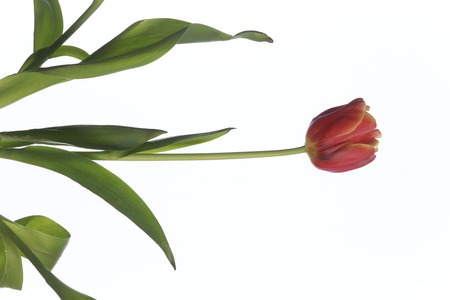 close-up isolated of red tulip on white background studioの写真素材