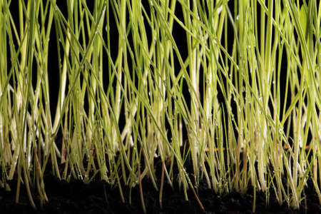 close-up of a beautiful young green grass on black background studio