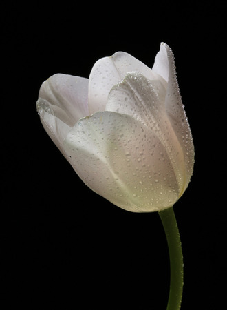 macro one white tulip with dew on black background studioの写真素材