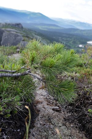  \"Sayan Waltz\" in the highlands of West Sayanの写真素材