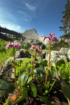 close-up flowers Badan in the mountains of the Western Sayan on a sunny summer dayの写真素材