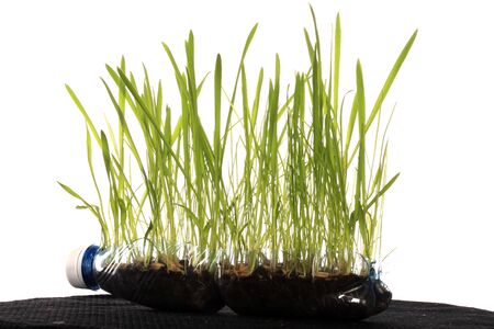 macro young green grass on white background studioの写真素材