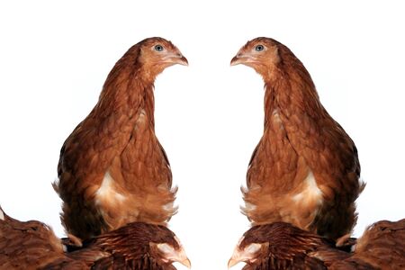 close-up portrait of a pair of hens red color on a white background studioの写真素材