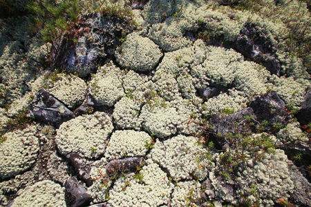 close-up of moss and berries a cowberry in the mountains of the Baikal region in summer dayの写真素材
