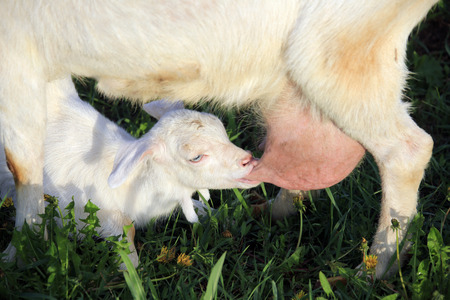 portrait of a goat with kids on a green meadow on a sunny spring dayの写真素材