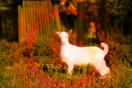 young white goatling grazing on a green meadow on a sunny spring dayの写真素材