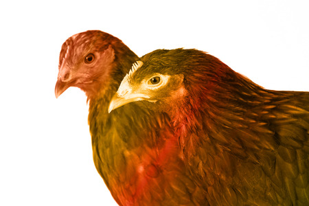 close-up portrait of a pair of hens red color on a white background studio の写真素材