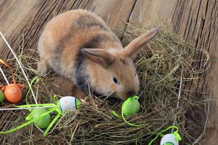 close-up of easter bunny on white background studio