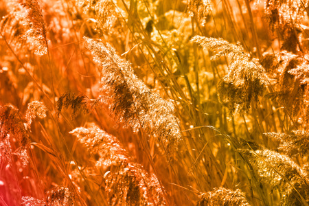 macro isolated texture of dry grass on the river bank in the sunlightの写真素材