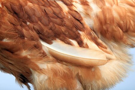 close-up portrait of a pair of hens red color on a white background studio