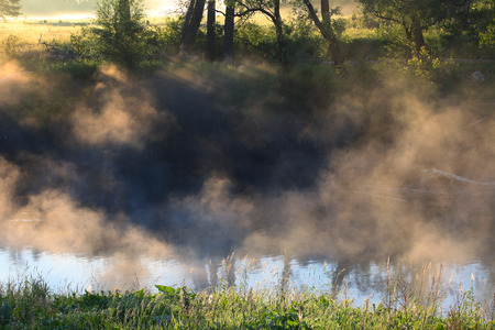 picturesque summer landscape misty dawn in an oak grove on the banks of the riverの写真素材