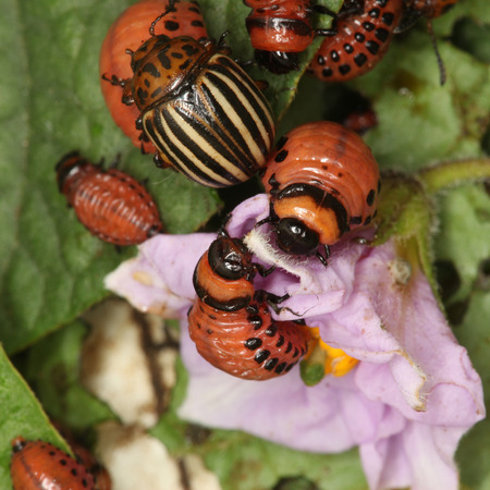 close-up Colorado potato beetle and larvae on the green leaves of potatoes in the garden sunlight