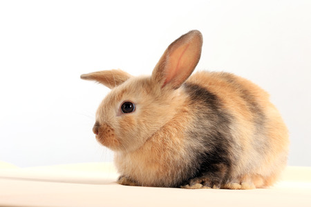 close-up of easter bunny on white background の写真素材