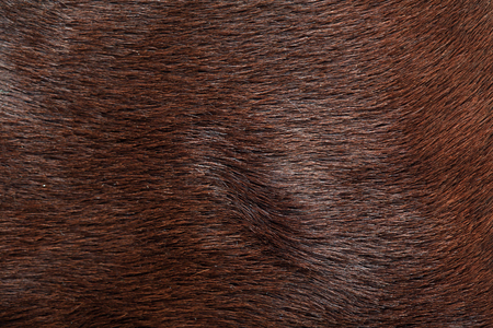 macro texture fragment brown fur studio