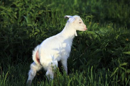 young white goatling grazing on a green meadow on a sunny spring dayの写真素材